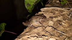 Leptodactylus fuscus
