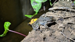 Leptodactylus fuscus