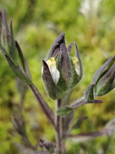 Chloropyron maritimum ssp. canescens