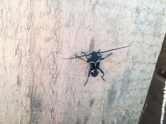 Calydon submetallicum