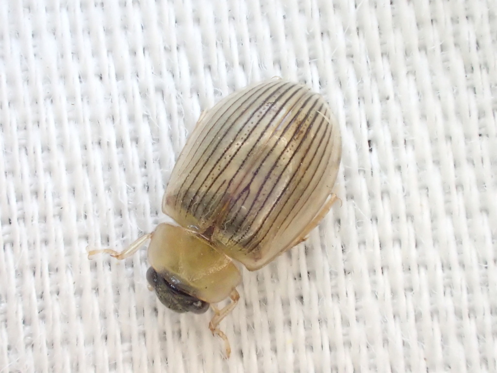 Berosus metalliceps