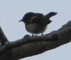 Setophaga ruticilla image