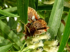 Anteros carausius carausius