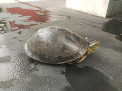 Cuora amboinensis kamaroma