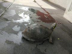 Cuora amboinensis kamaroma