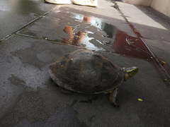 Cuora amboinensis kamaroma