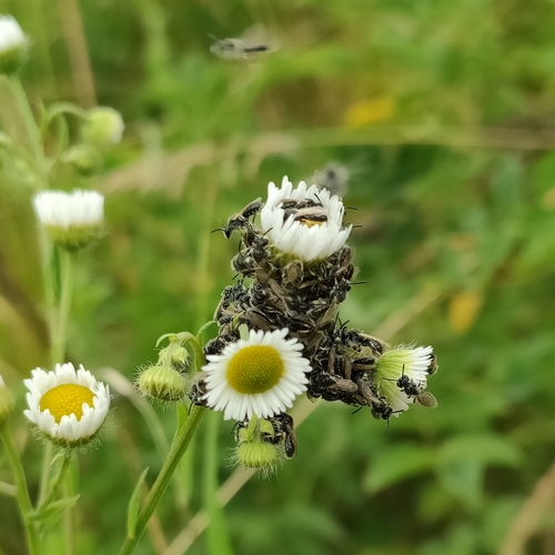 Panurginus labiatus