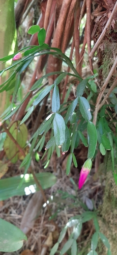 Foto de Flor-de-maio