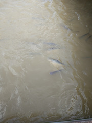 Pangasianodon hypophthalmus