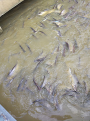 Pangasianodon hypophthalmus