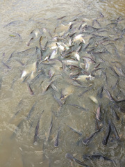 Pangasianodon hypophthalmus