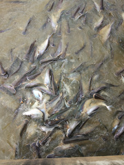 Pangasianodon hypophthalmus