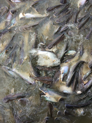 Pangasianodon hypophthalmus