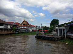 Pangasianodon hypophthalmus