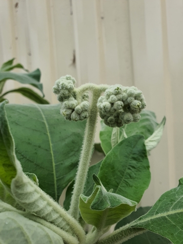 bugweed