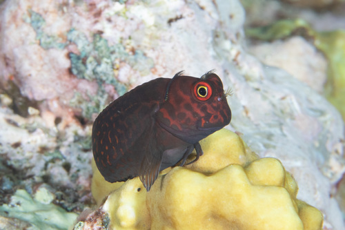 Red-streaked blenny (Cirripectes stigmaticus) — Blenniidae