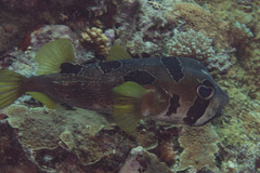 Diodon liturosus