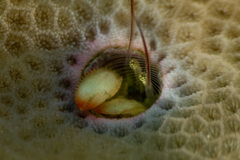 Paguritta corallicola