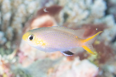 Pycnochromis acares