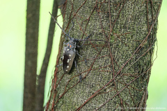 Batocera rubus