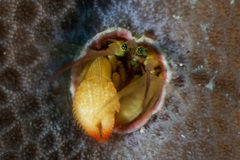 Paguritta corallicola