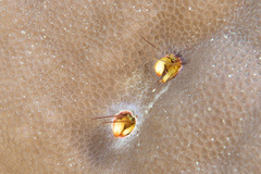 Paguritta corallicola