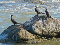 Nannopterum brasilianum