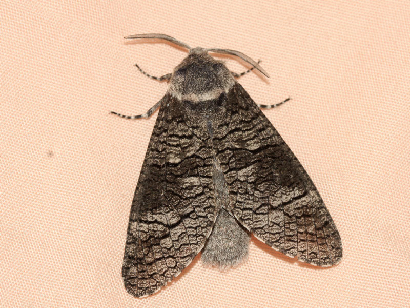 Acossus terebra