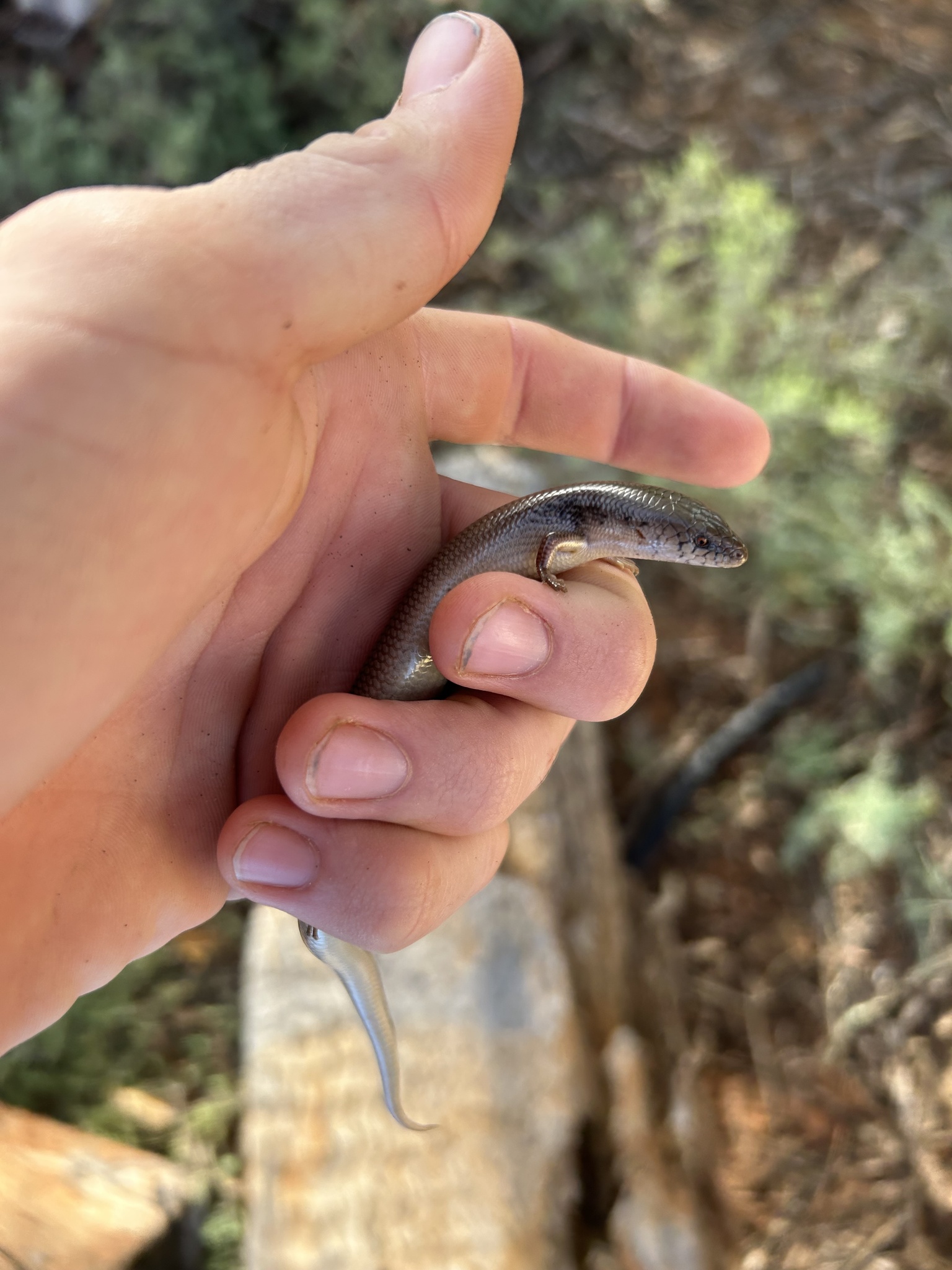 Slender Bluetongue photo 5