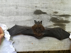 Myotis chiloensis