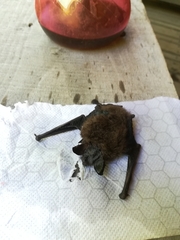 Myotis chiloensis
