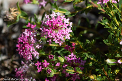 Pimelea rosea