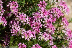 Pimelea rosea