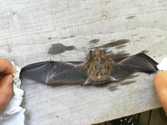 Myotis chiloensis