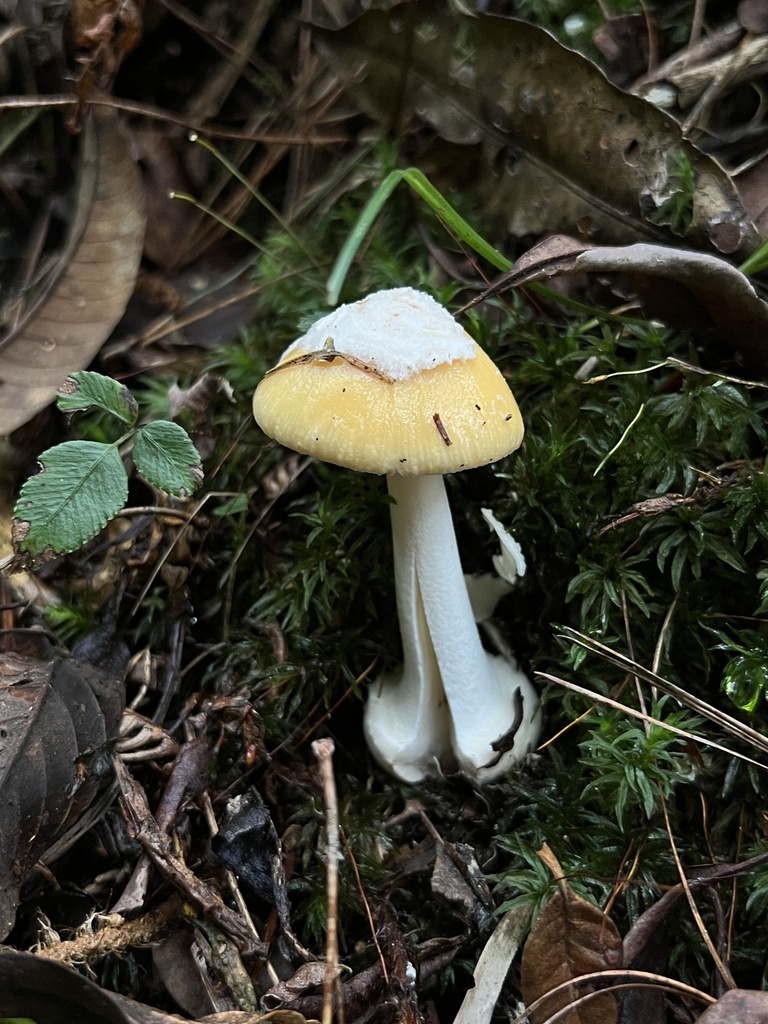 Amanita xylinivolva · June 2023 · photo: © bealeiderman (iNaturalist, cc-by)