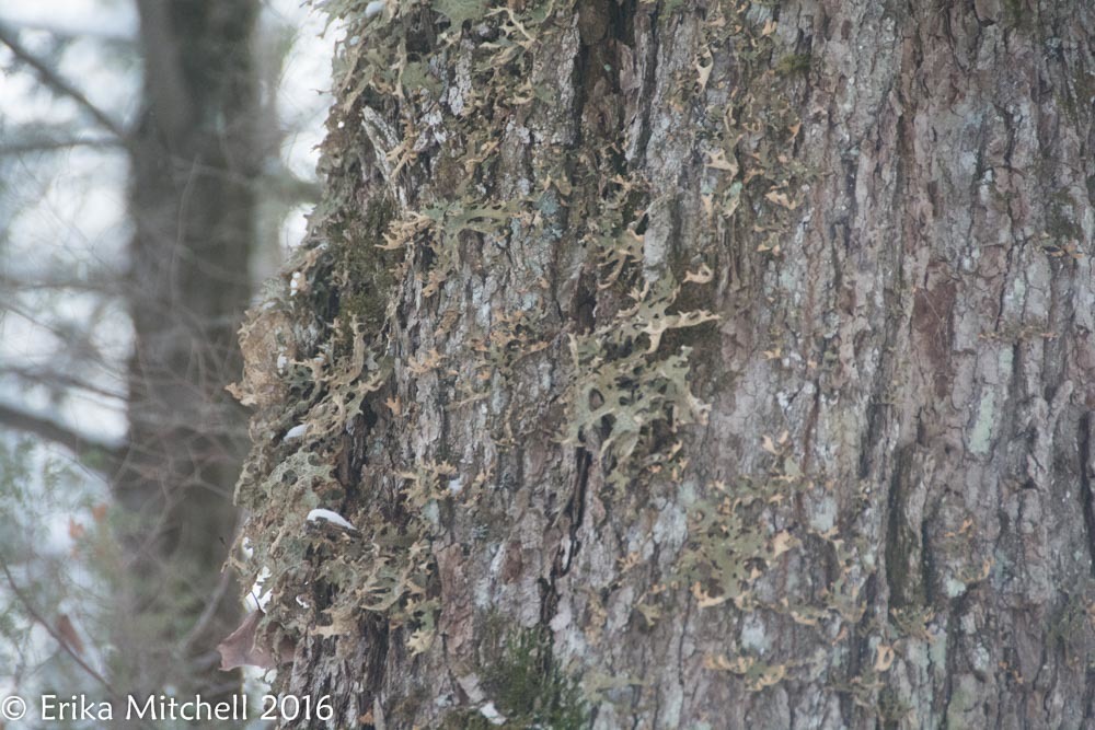 Lobaria pulmonaria image