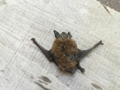 Myotis chiloensis