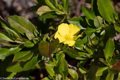 Hibbertia cuneiformis