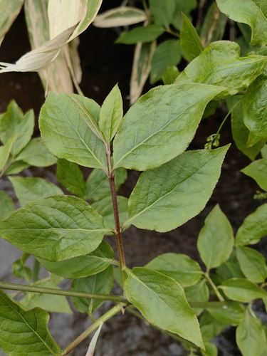 Euonymus planipes iNat (2)