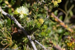 Melaleuca systena