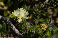 Melaleuca systena