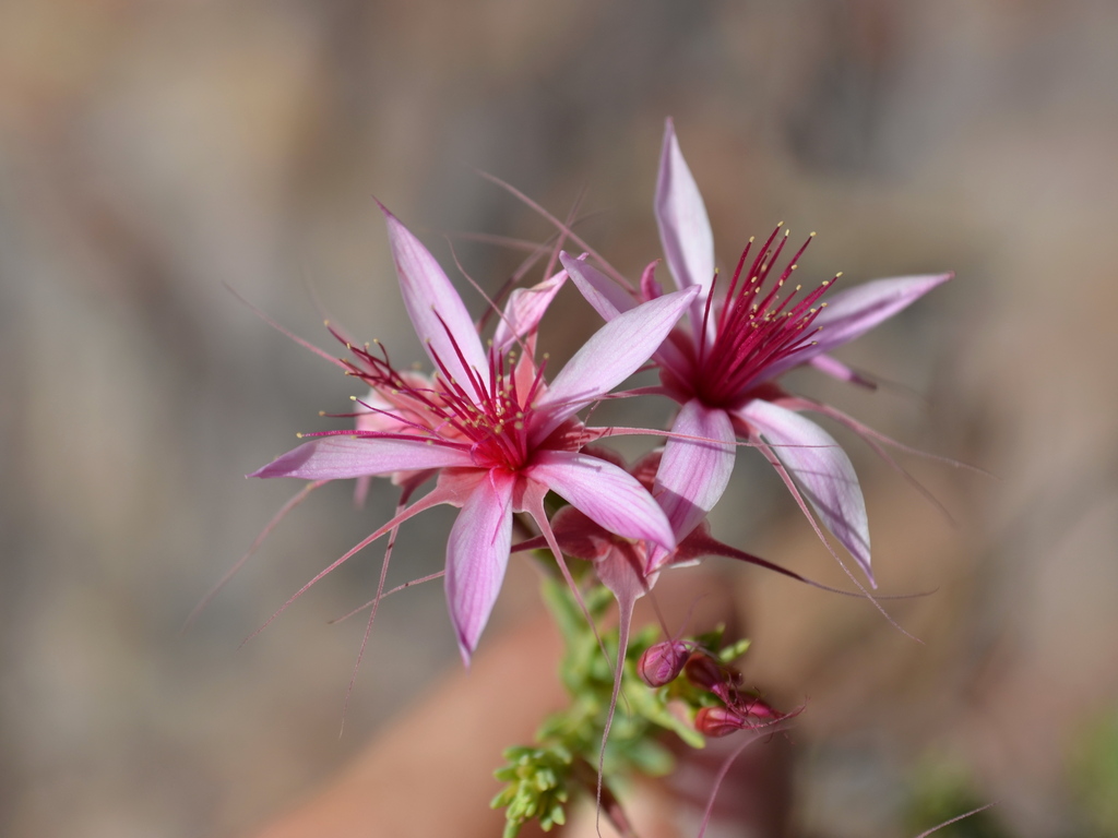 Calytrix megaphylla