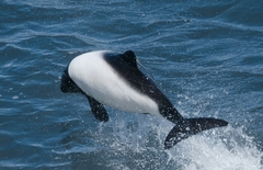 Cephalorhynchus commersonii