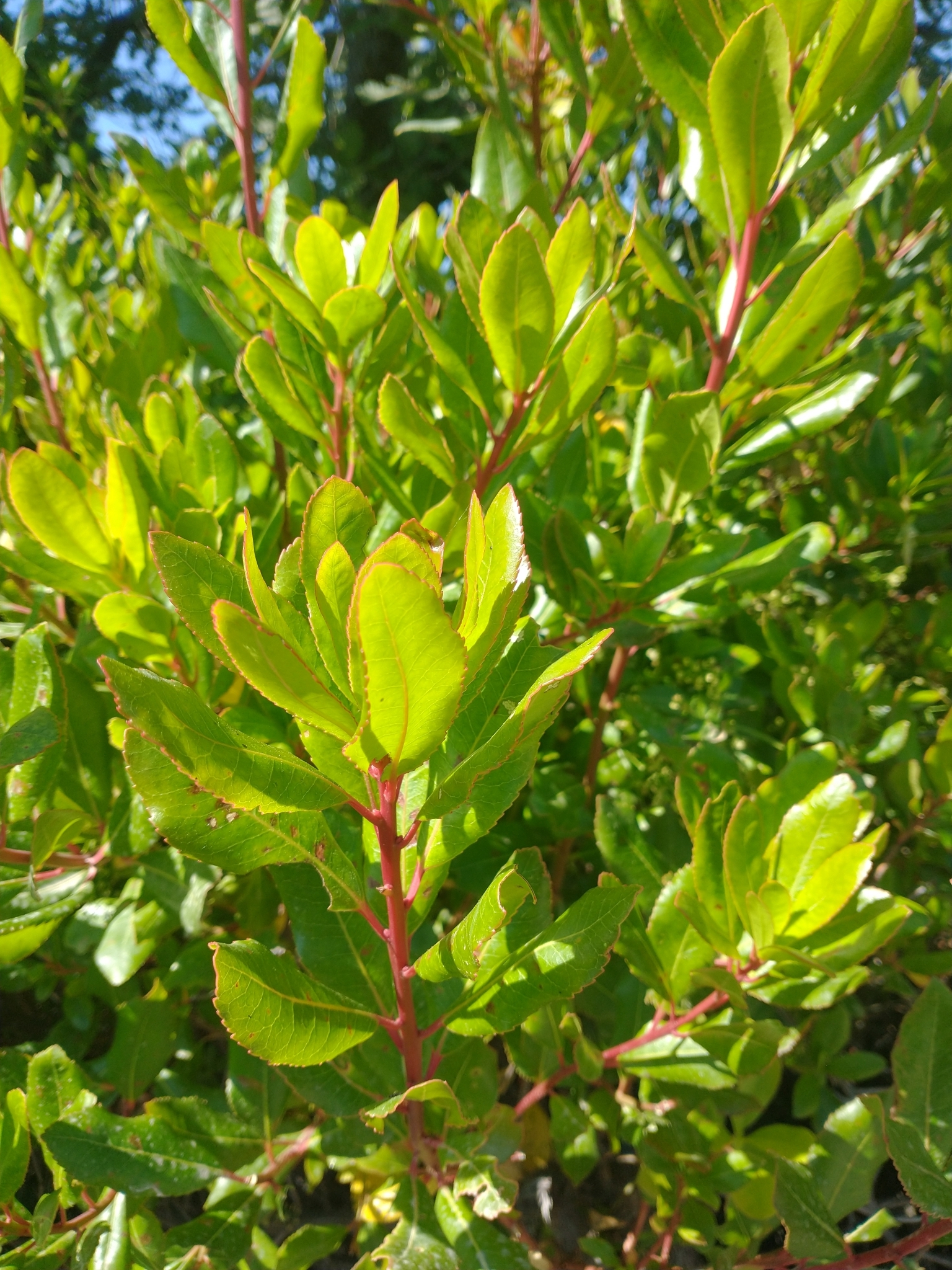 Westlicher Erdbeerbaum (Arbutus unedo): Herkunft und Verwendung — foto 1