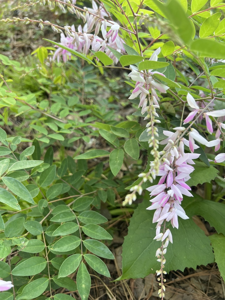 Chinese Indigo from Myrtle St, Jackson, MS, US on June 29, 2023 at 07