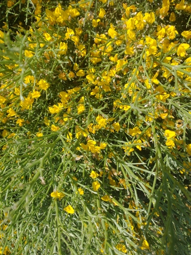 Image of Genista acanthoclada by no rights reserved