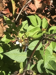 Sphex jamaicensis