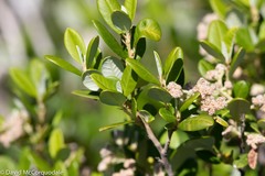 Spyridium globulosum