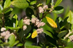 Spyridium globulosum