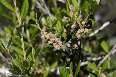 Spyridium globulosum